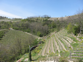 alcuni vigneti della Cascina Mucci